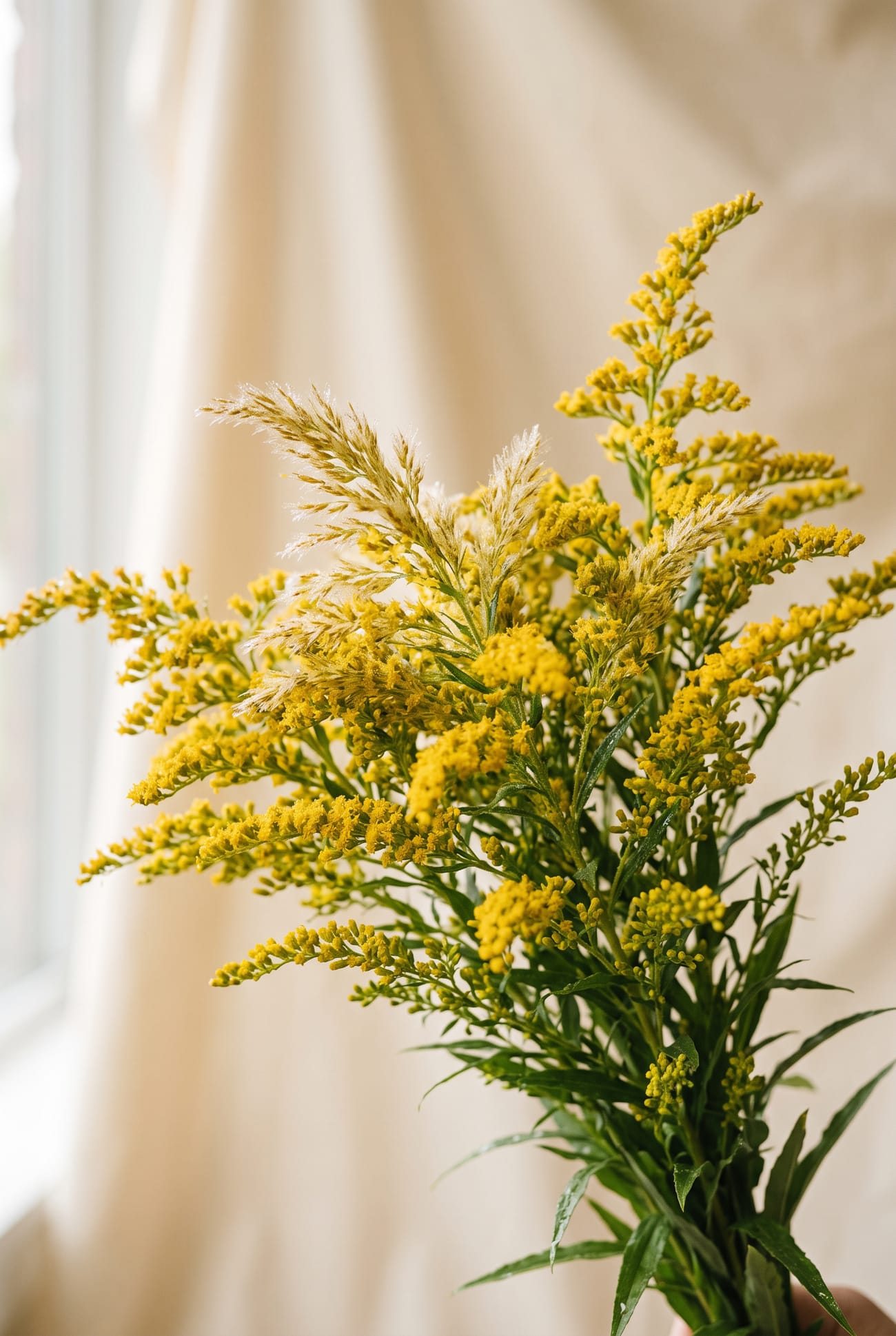Solidago grown by JASM Flowers in Kenya